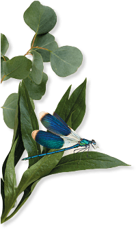 Libelle